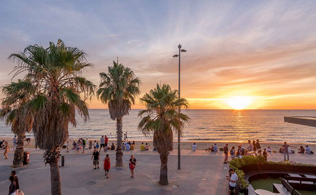 Palms along the St Kilda foreshore at sunset
