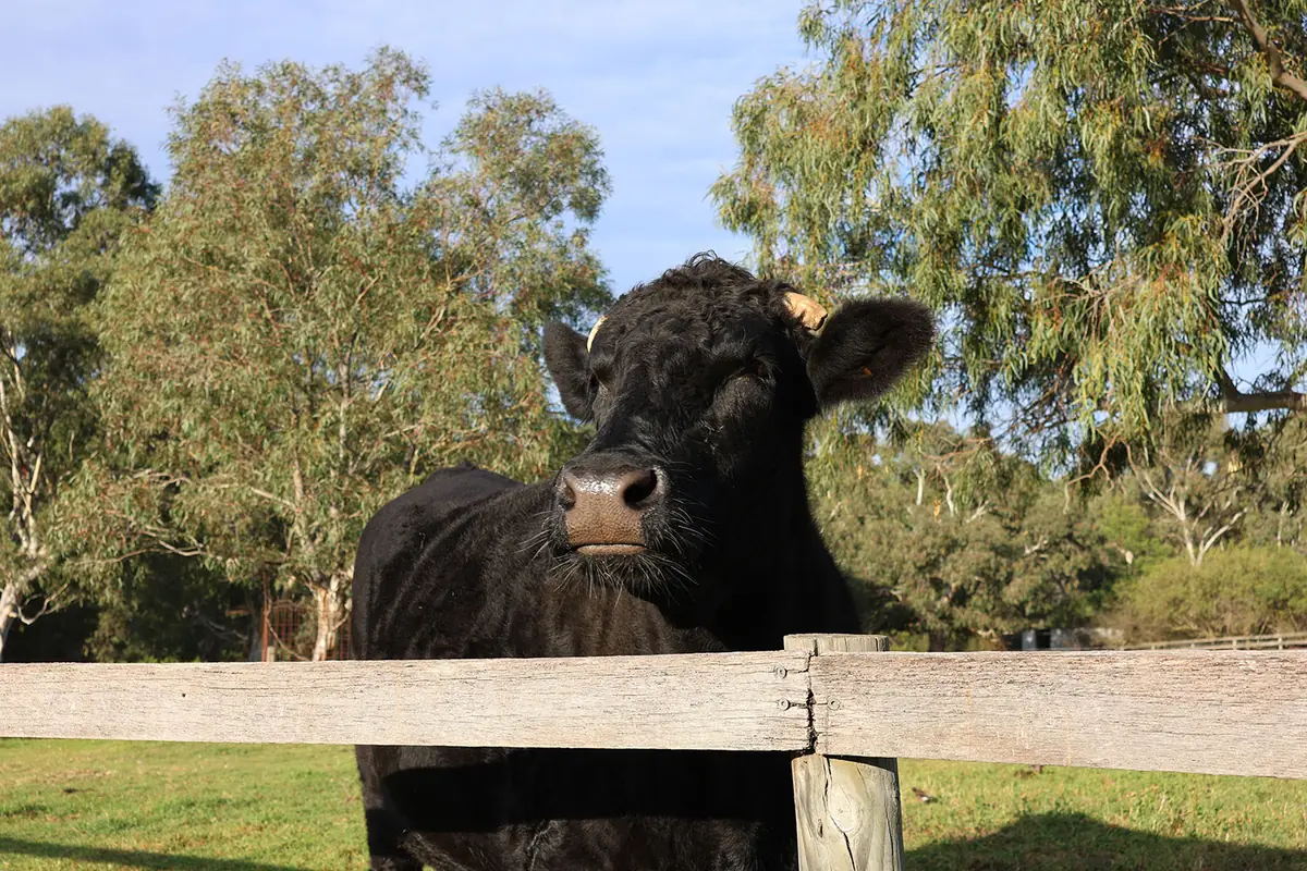 Black cow standing behind a timber fence at Collingwood Children's Farm
