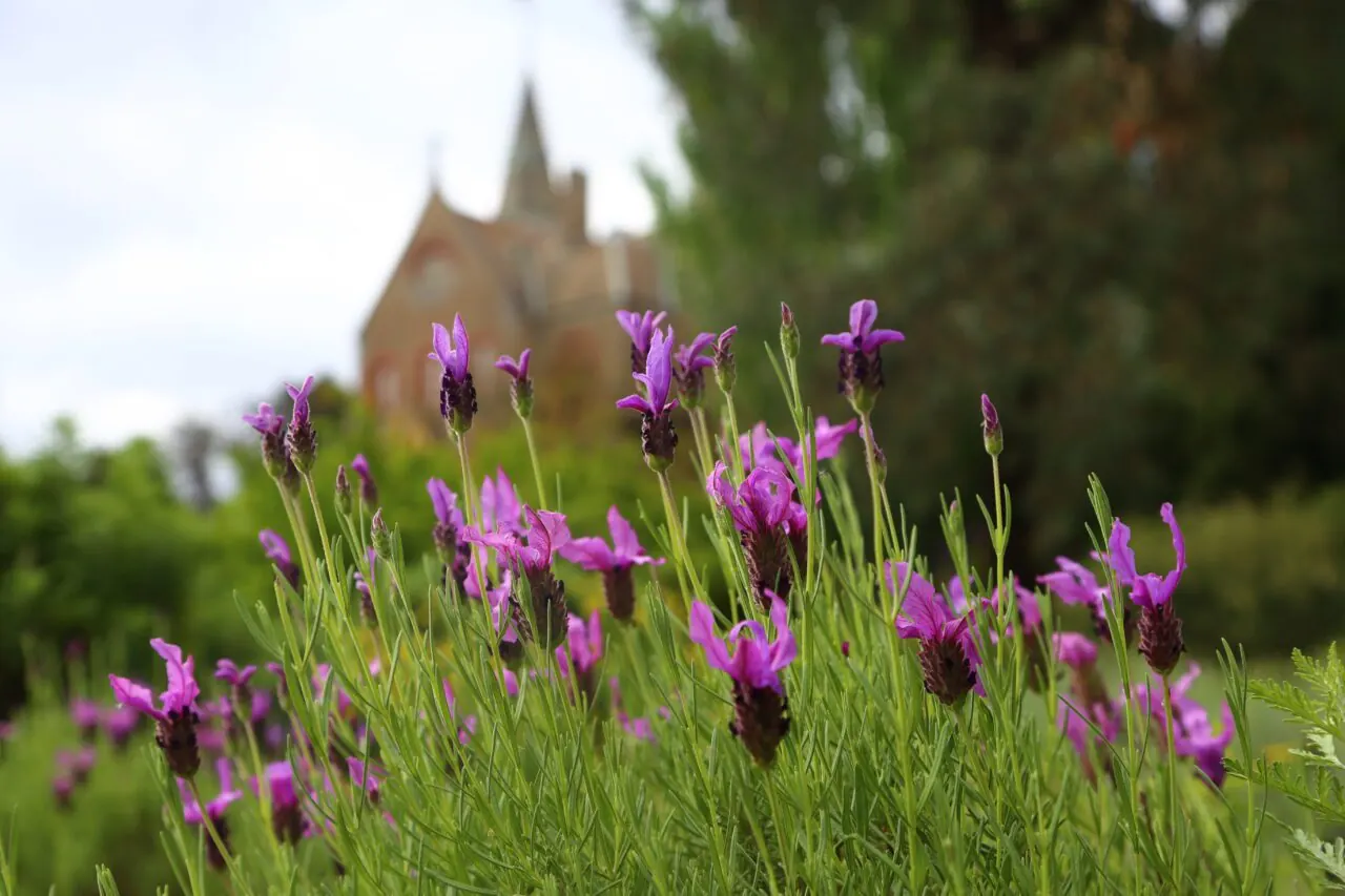 Purple flowers in the heritage garden at Abbotsford Convent