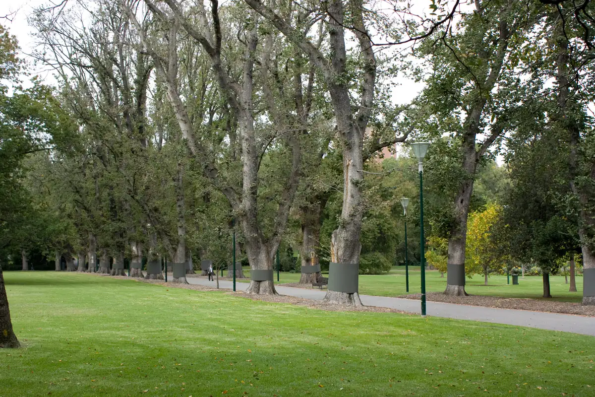 Mature elm trees lining a path through Fitzroy Gardens in East Melbourne