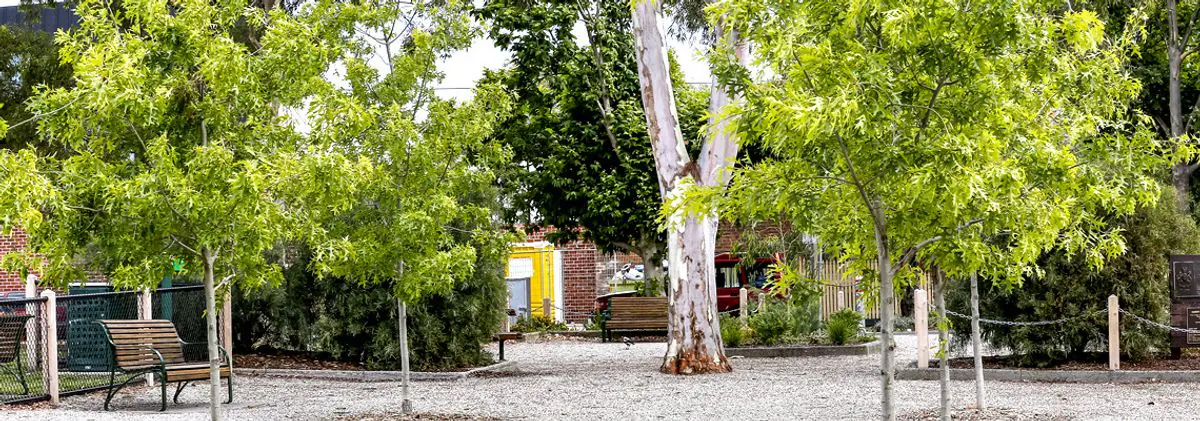 Eucalyptus trees, young plantings and benches at Harry Gregory Reserve in Windsor